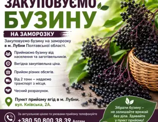 Зображення для оголошення Закуповуємо бузину на заморозку