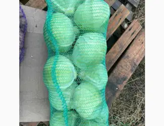 Зображення для оголошення Капуста товарна