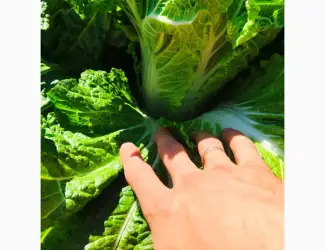 Продам пекінську капусту