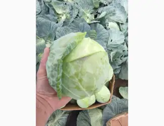 Зображення для оголошення Продам капусту