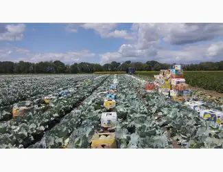 Зображення для оголошення Продам капусту відмінної якості