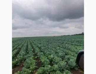 Капуста від Виробника