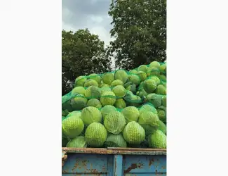 Продам капусту