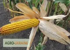 Семена кукурузы венгерской Вудсток Гибрид ГС 210 - ФАО 210