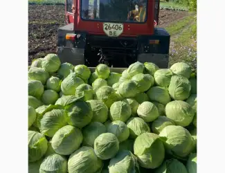 Продам капусту середню сорт глорія