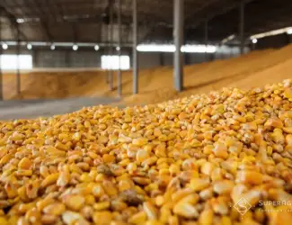Зображення для оголошення Продам кукурудзу