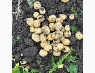 Продаж Овочів