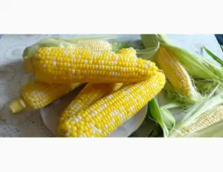 Продаємо з поля солодку кукурудзу Ракель