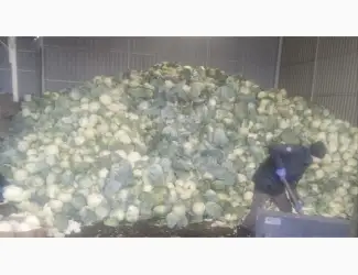 Продам капусту