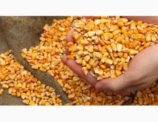 Продам кукурудзу