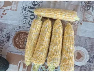 Зображення для оголошення Продам цукрову кукурудза Ракель