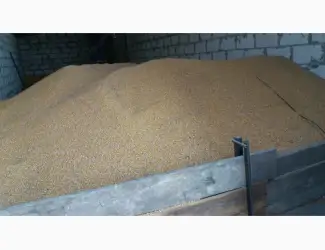 Зображення для оголошення Продажа кукурузы