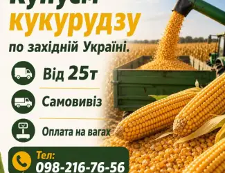 Куплю кукурудзу на постійній основі