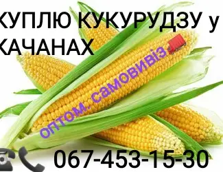Куплю кукурудзу Ракель оптом