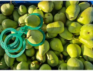 Зображення для оголошення Продам яблука