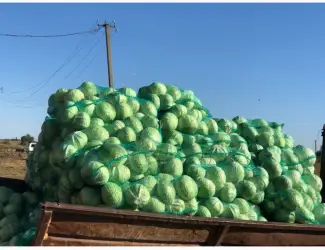 Капуста