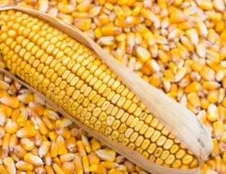 Продам кукурудзу 50т зі складу за готівку
