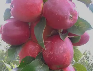 Зображення для оголошення Продам яблука сорт Моді