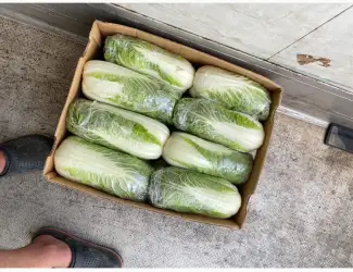 Продам пекінську капусту