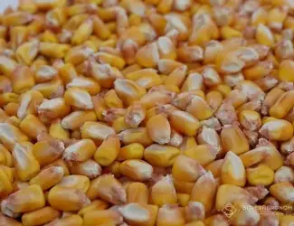 Куплю кукурудзу від 25 тонн
