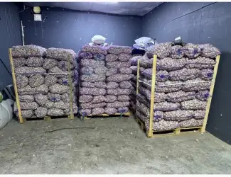 Закуповуємо часник ОПТ м.Умань