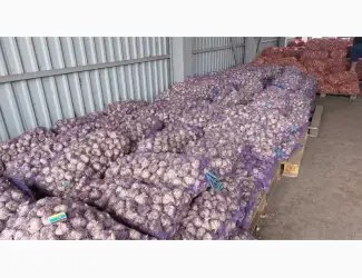 Часник посадковий 1 репродукція Любаша