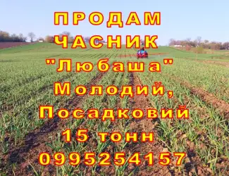 15 тонн ПРОДАМ ЧАСНИК Любаша Молодий Посадковий Матеріал Озимий Чеснок Молодой Посадочный