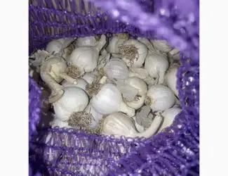 Продам часник