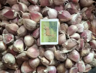 Часник на посадку сорту Любаша (1-ша репродукція)