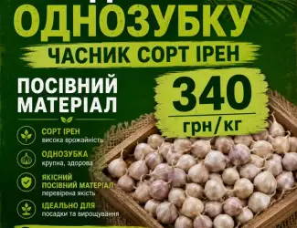 Зображення для оголошення Посівний матеріал озимого часнику сорту Ірен