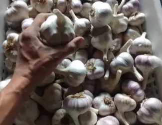 Часник Любаша 1 репродукція