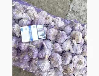 Зображення для оголошення Продам чеснок сорт Любаша