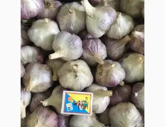 Продам часник сорту Любаша та Дюшес