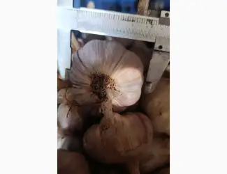 Зображення для оголошення Продам часник на посадку