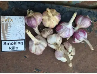 Продам часник