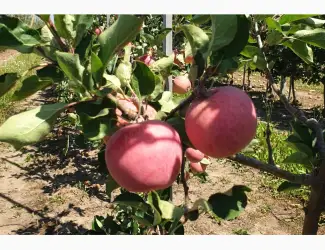 Продам середній Пірус
