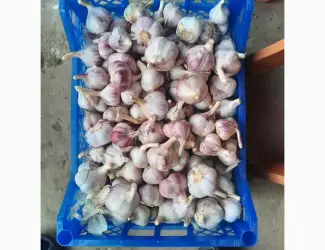 Продам свіжий часник Сорту Любаша