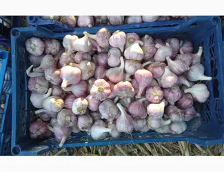 Продам часник любаша
