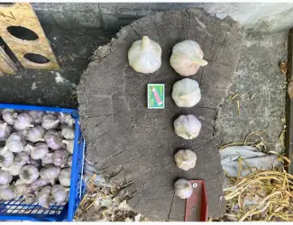 Зображення для оголошення Продам часник