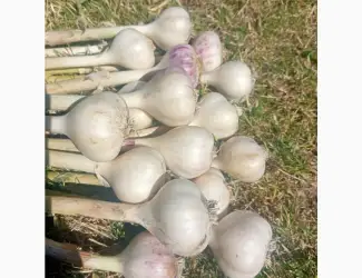 Продам молодий часник Любаша