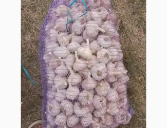 Продам товарний Часник