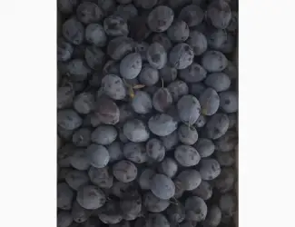 Продам свіжу сливу Стенлей