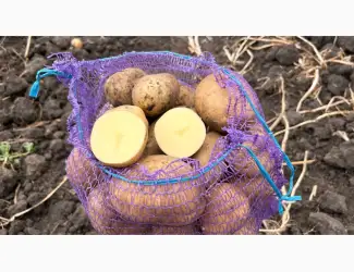 Продаємо картоплю сорт Арізона