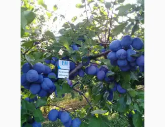 Продам сливу свіжу з саду ТопФіт