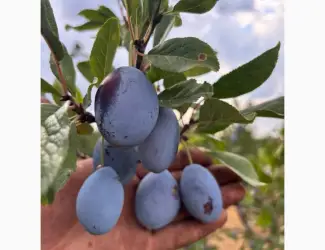 Продам сливу