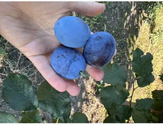 Зображення для оголошення Продам сливу топ хіт