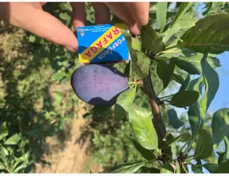 Продам сливу стенлей з саду