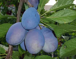 Зображення для оголошення Купим сливу
