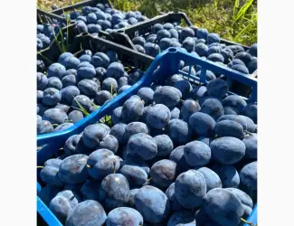 Зображення для оголошення Продам сливу