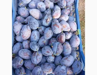 Продам сливу "Станлей"
